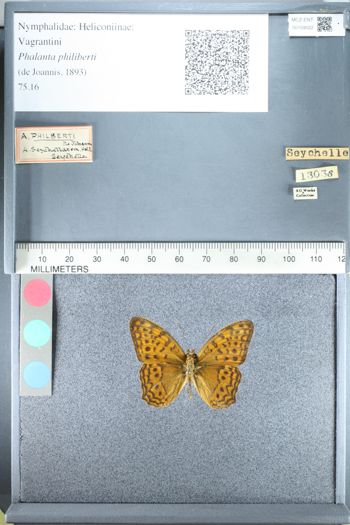 Media type: image;   Entomology 159022